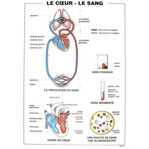 PLANCHE:L'APPAREIL RESPIRATOIRE-LE