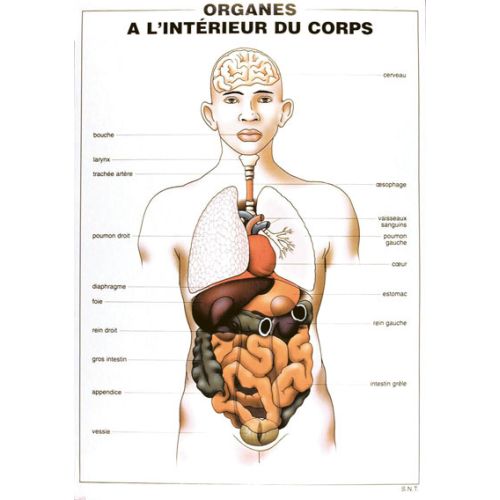 PLANCHE:LE SQUELETTE-LES ORGANES DU