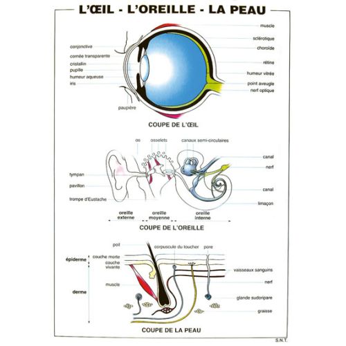 PLANCHE:L'APPAREIL DIGESTIF - OEIL,