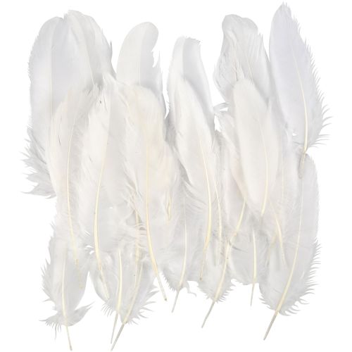 Plumes d'oies blanches : 70 pc - L : 15 cm