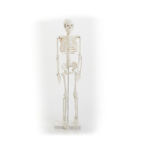 Squelette articulé 85 cm